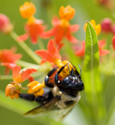 seasonal allergies seasonal allergies